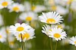 Oxeye Daisies