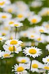 Oxeye marguerites