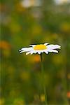 Marguerite, leucanthème vulgaire