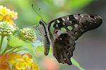 Portrait of a Butterfly