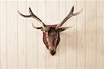 Deer Head on Wall