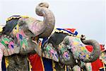 Porträt eines Reifen Mannes Reiten ein Elefant, Elephant Festival, Jaipur, Rajasthan, Indien