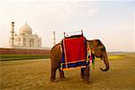 Side profile of an elephant standing near a mausoleum, Taj Mahal, Agra, Uttar Pradesh, India
