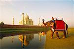 Jeune homme monté sur un éléphant sur la berge, Taj Mahal, Agra, Uttar Pradesh, Inde