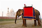 Seitenansicht eines jungen Mannes, sitzend auf einem Elefanten, Taj Mahal Agra, Uttar Pradesh, Indien