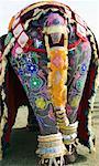 Rear view of a painted elephant, Elephant Festival, Jaipur, Rajasthan, India