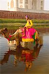 Jeune homme monté sur un chameau dans la rivière, Taj Mahal, Agra, Uttar Pradesh, Inde