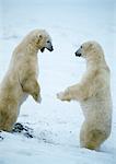 Two Polar Bears (Ursus maritimus) standing face to face on hind legs in snow, one growling