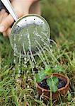 Potted seedling being watered