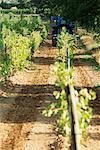 Grape harvest