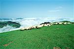 Sheep grazing in mountains