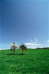 Two trees in a field