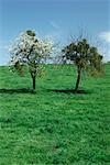 Two trees in a field, one filled with mistletoe