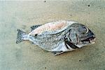 Dead fish on beach