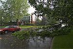 Tempête a endommagé l'arbre sur la route