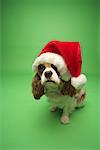 Hund tragen Santa Claus Hat