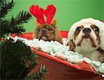 Hunde tragen Weihnachten Kostüme in Box