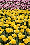 Tulipes, parc du commissaire, Ottawa, Ontario, Canada