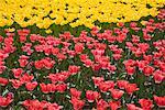 Tulips, Commissioner's Park, Ottawa, Ontario, Canada