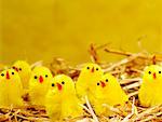 Toy Chicks on Straw