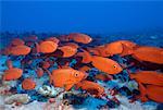 Bigeye School, Pacific Ocean, Polynesia