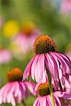 Close-Up of Cone Flowers