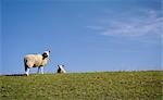 Moutons, Flevoland, Pays-Bas