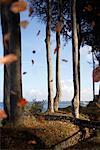 Leaves Blowing in Forest in Autumn