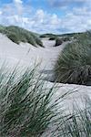 Beach Grass and Sand Dunes, Amrum, Germany
