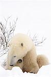 Polar Bear Yawning, Churchill, Manitoba, Canada