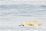 Ours endormi, Churchill, Manitoba, Canada