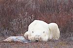 Polar Bear Covering Eyes, Churchill, Manitoba, Canada