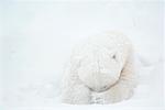 Polar Bear Covering Face in Snow Storm, Churchill, Manitoba, Canada