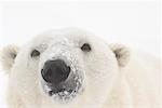 Polar Bear, Churchill, Manitoba, Canada