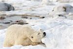 Eisbär schlafend, Churchill, Manitoba, Kanada