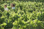 Père et fils dans le vignoble