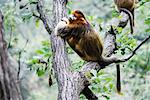 Golden Monkey in Tree, Zhouzhi National Nature Reserve, Shaanxi Province, China
