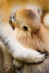 Golden Monkeys, Qinling-Gebirge, Shaanxi Provinz, China