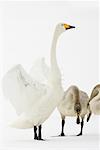 Singschwan und Cygnets, Lake Kussharo, Hokkaido, Japan