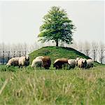 Sheep, Goes, Holland