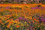 Champ de fleurs sauvages, près de Springbok, Namaqualand, Northern Cape, Afrique du Sud