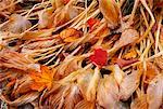 Dried Leaves on Ground, Shamper's Bluff, New Brunswick