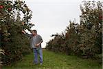 Man Checking Crop in Apple Orchard