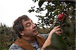 Apple Farmer Picking Apple