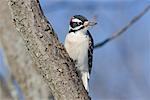 Portrait of Hairy Woodpecker