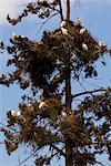 Ibis nid dans l'arbre, Ourika, Maroc
