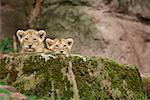 Lion Cubs Peeking Over Rock