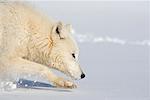 Arktische Wolf-Jagd