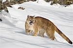 Cougar dans la neige