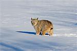 Portrait of Lynx in Snow